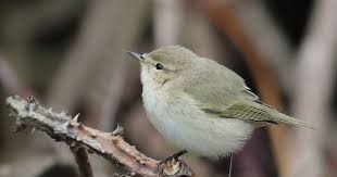 Attēlu rezultāti vaicājumam “Phylloscopus collybita adult”