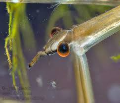 Attēlu rezultāti vaicājumam “Ranatra linearis”