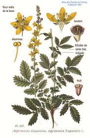 Attēlu rezultāti vaicājumam “Agrimonia eupatoria fruit”