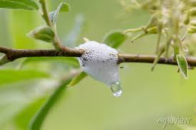 Attēlu rezultāti vaicājumam “Aphrophoridae nymph”