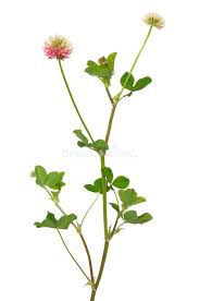 Attēlu rezultāti vaicājumam “Trifolium hybridum”