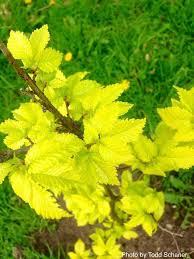 Attēlu rezultāti vaicājumam “Ulmus x hollandica leaf”