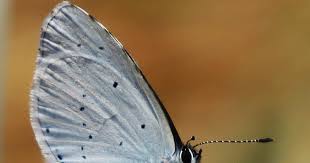Attēlu rezultāti vaicājumam “Celastrina argiolus underside”