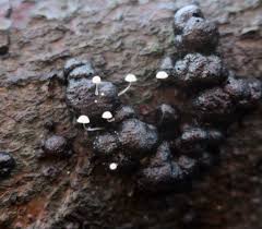 Attēlu rezultāti vaicājumam “Hypoxylon fragiforme / howeianum”