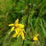Attēlu rezultāti vaicājumam “Crepis paludosa fruit”