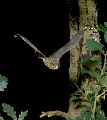 Attēlu rezultāti vaicājumam “Nyctalus leisleri”