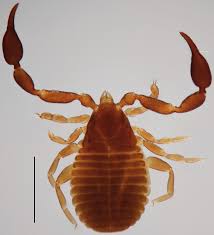 Attēlu rezultāti vaicājumam “Dictenidia bimaculata male”