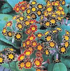 Attēlu rezultāti vaicājumam “Primula x polyantha flower”