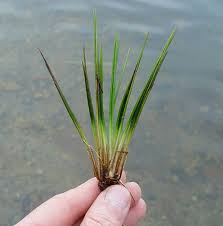 Attēlu rezultāti vaicājumam “Isoetes echinospora leaf”