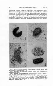 Attēlu rezultāti vaicājumam “Licea minima spores”