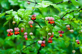 Attēlu rezultāti vaicājumam “Euonymus verrucosus leaf”