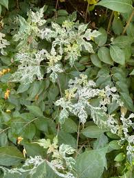 Attēlu rezultāti vaicājumam “Sawadaea tulasnei”