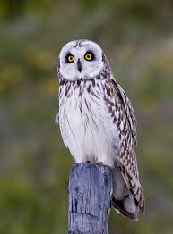 Attēlu rezultāti vaicājumam “Asio flammeus adult”