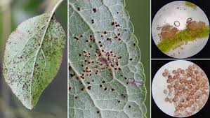 Attēlu rezultāti vaicājumam “Tranzschelia pruni-spinosae”