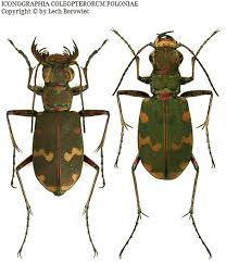 Attēlu rezultāti vaicājumam “Cicindela sylvatica imago”