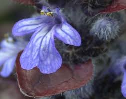 Attēlu rezultāti vaicājumam “Ajuga reptans flower”