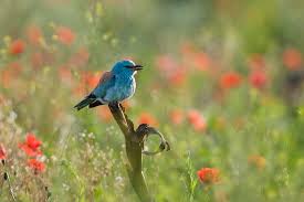 Attēlu rezultāti vaicājumam “Coracias garrulus”
