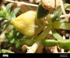 Attēlu rezultāti vaicājumam “Honckenya peploides bud”