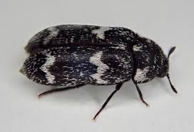 Attēlu rezultāti vaicājumam “Megatoma undata”