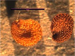 Attēlu rezultāti vaicājumam “Cerastium arvense leaf”