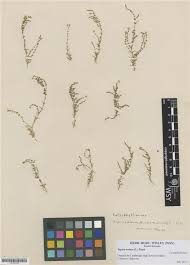 Attēlu rezultāti vaicājumam “Sagina nodosa”