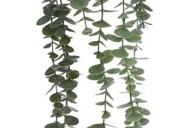 Image result for Mehikasvi