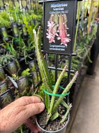 Attēlu rezultāti vaicājumam “Campylophyllum calcareum sporophyte”