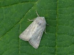 Attēlu rezultāti vaicājumam “Chortodes fluxa”