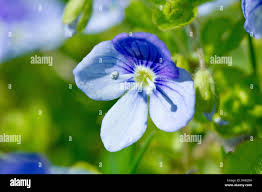 Attēlu rezultāti vaicājumam “Veronica filiformis flower”
