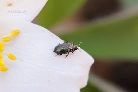 Attēlu rezultāti vaicājumam “Meligethes sp.”