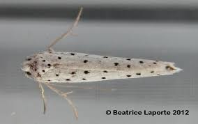 Attēlu rezultāti vaicājumam “Yponomeutidae”