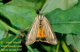 Attēlu rezultāti vaicājumam “Spiris striata”