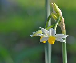 Attēlu rezultāti vaicājumam “Amarillidaceae”