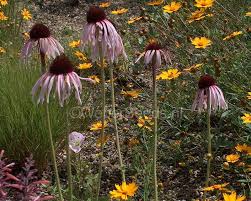 Image result for Echinacea angustifolia