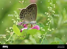 Attēlu rezultāti vaicājumam “Maculinea teleius”