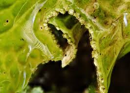 Attēlu rezultāti vaicājumam “Lobaria pulmonaria”