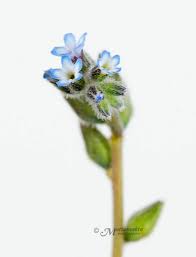 Attēlu rezultāti vaicājumam “Myosotis stricta”
