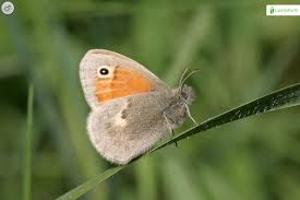 Attēlu rezultāti vaicājumam “Coenonympha pamphilus upperside”