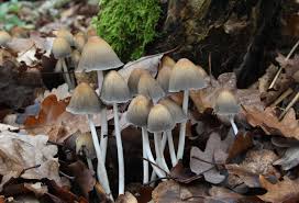 Attēlu rezultāti vaicājumam “Coprinus micaceus”