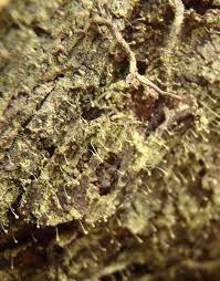 Attēlu rezultāti vaicājumam “Chaenotheca furfuracea”