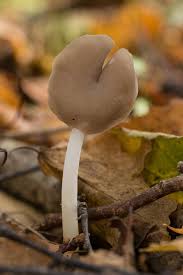 Attēlu rezultāti vaicājumam “Helvella elastica”