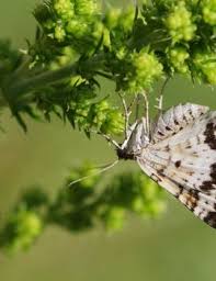 Attēlu rezultāti vaicājumam “Epirrhoe tristata imago”