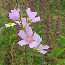 Attēlu rezultāti vaicājumam “Malva moschata flower”