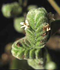 Image result for Origanum majorana