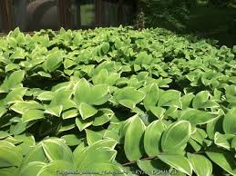 Attēlu rezultāti vaicājumam “Polygonatum odoratum bud”