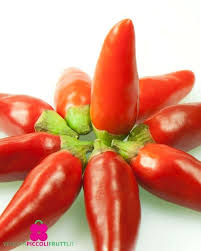 Afbeeldingsresultaat voor chili maya hot pepper hot pepper