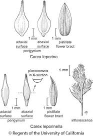 Attēlu rezultāti vaicājumam “Perichaena corticalis sessile”