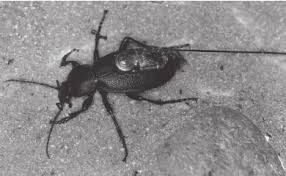 Attēlu rezultāti vaicājumam “Carabus coriaceus”