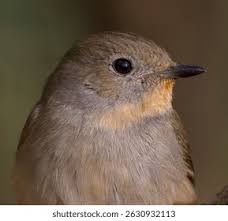 Image result for Ficedula albicilla