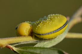 Attēlu rezultāti vaicājumam “Zygaena cocoon”